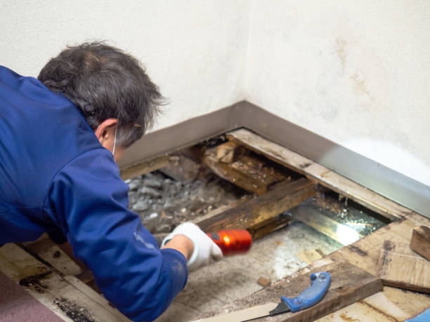 Best Insurance-Related Mold Remediation in Argyle, TX