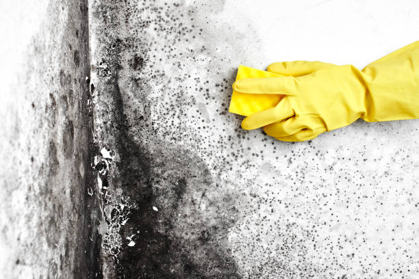 Best Bathroom Mold Remediation in Argyle, TX