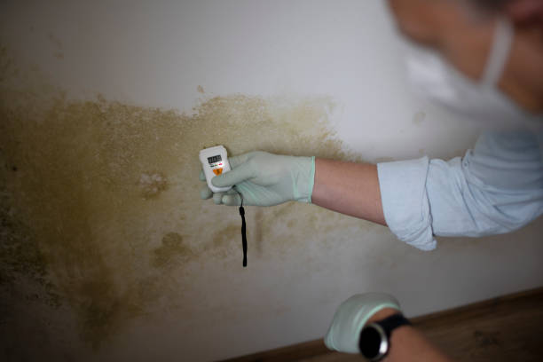 Best Basement Mold Remediation in Argyle, TX
