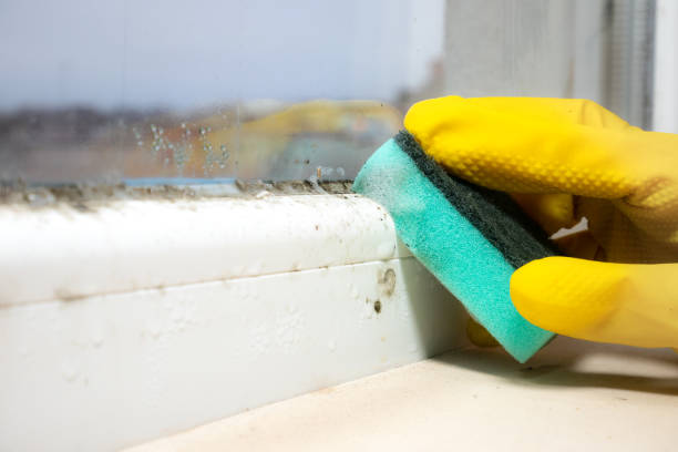 Best Mold Remediation for Specific Building Types in Argyle, TX