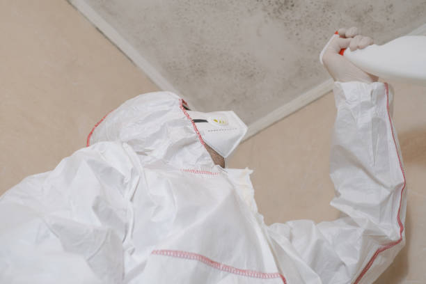 Best Basement Mold Remediation in Argyle, TX