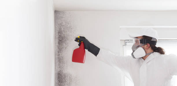 Best Mold Testing and Inspection Services in Argyle, TX