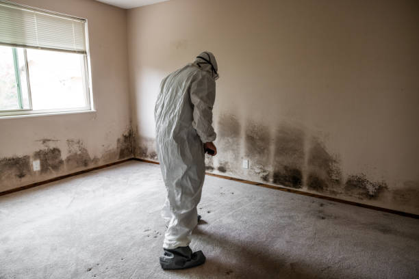 Best Post-Flood Mold Remediation in Argyle, TX