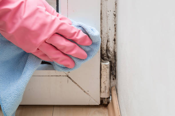 Best Post-Flood Mold Remediation in Argyle, TX